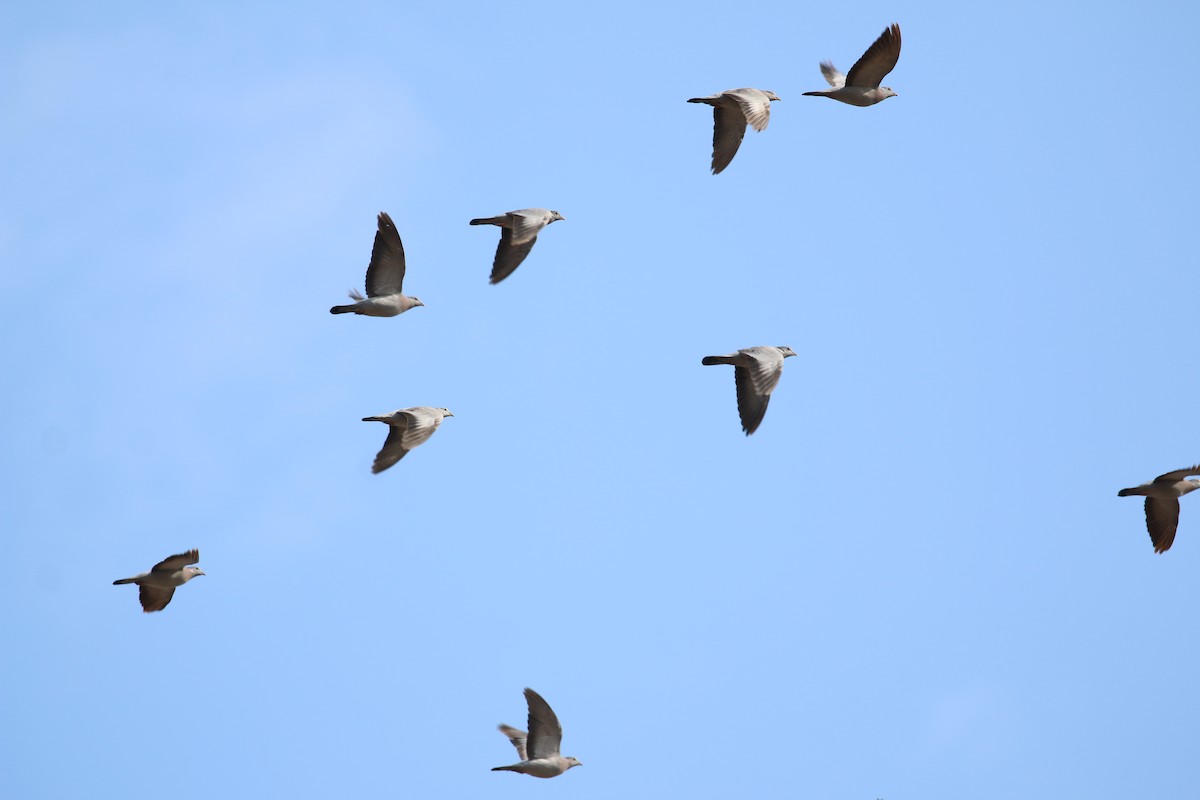 Pigeon colombin - ML120348121