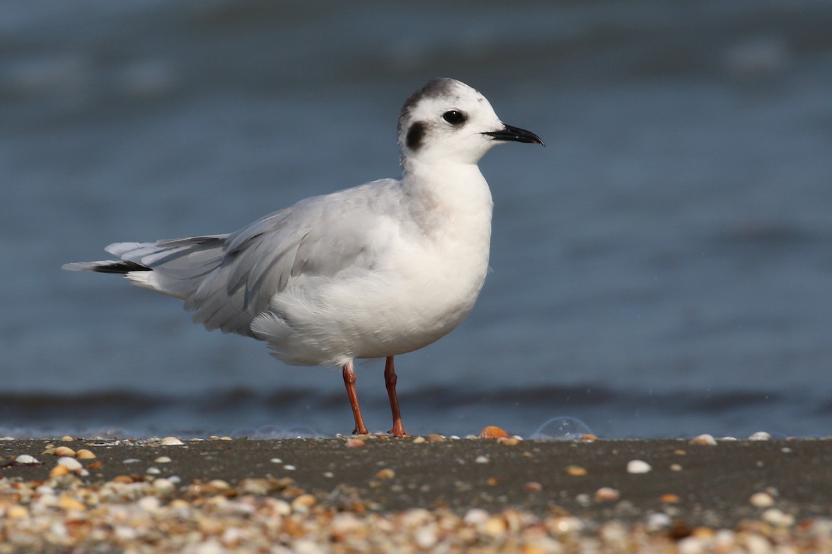 Little Gull - ML120348441