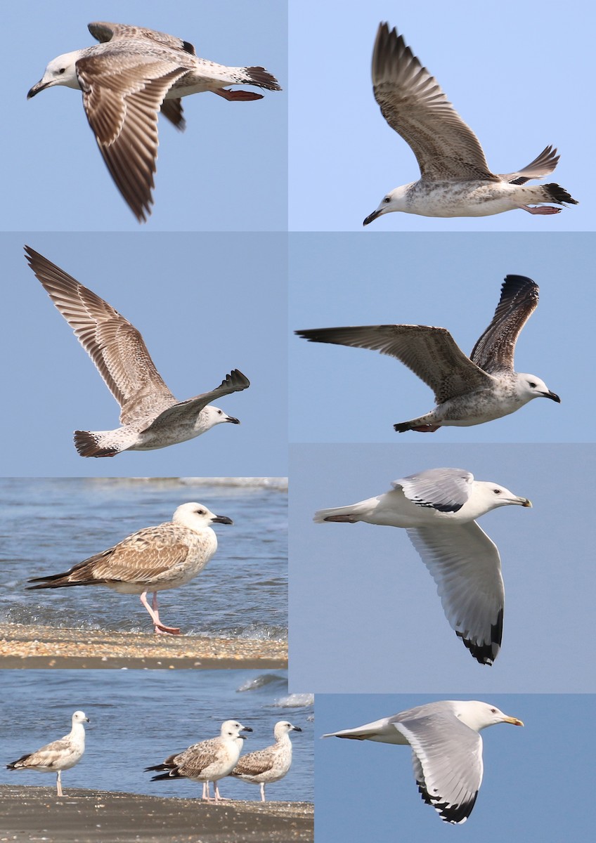 Caspian Gull - ML120348571