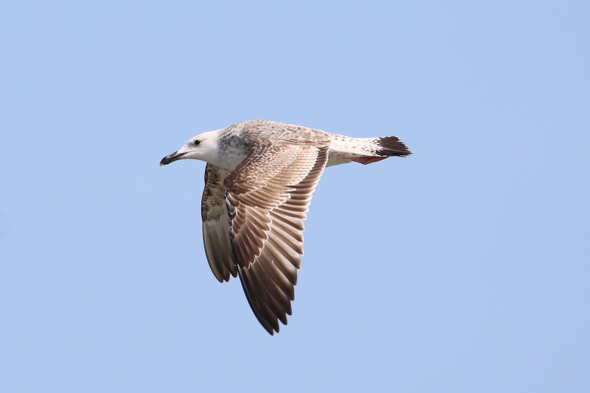 Caspian Gull - ML120348731