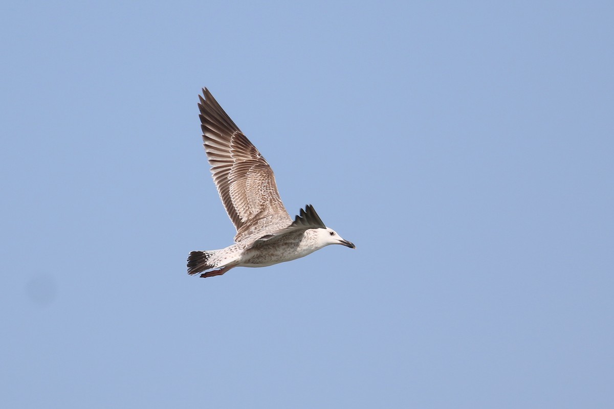 Caspian Gull - ML120348741