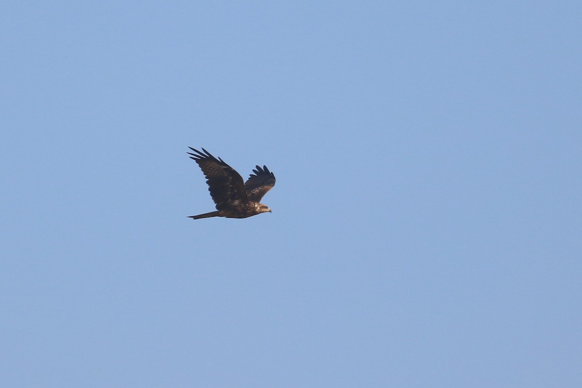 Black Kite - ML120349171