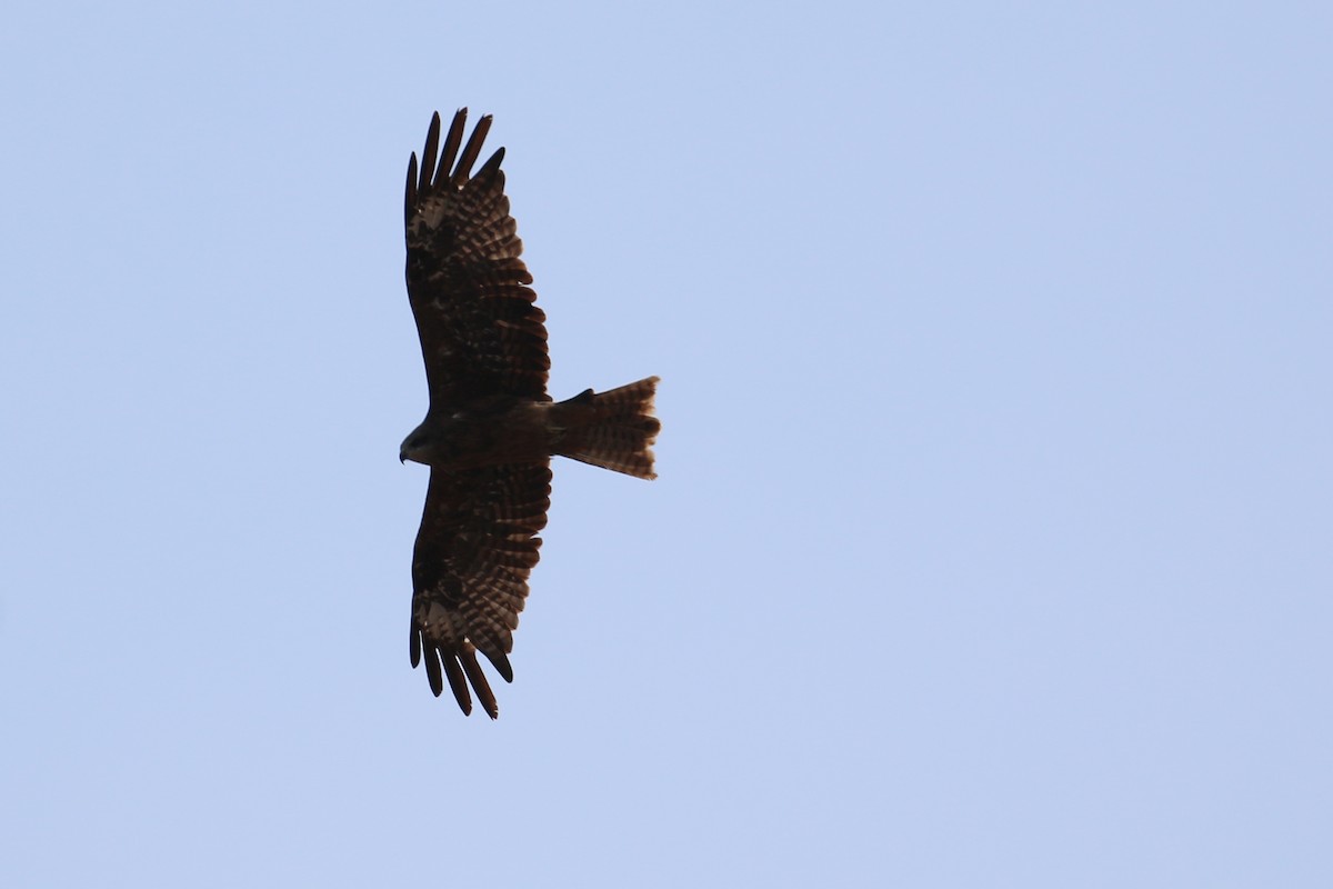 Black Kite - ML120349221