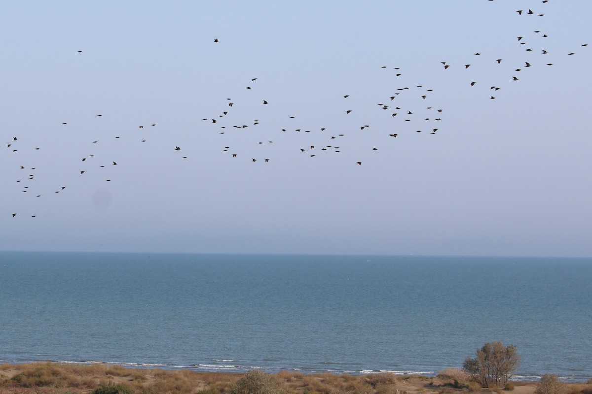 זרזיר מצוי - ML120349331