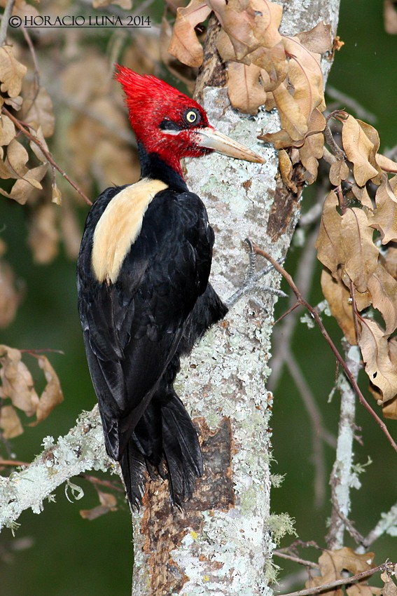 Cream-backed Woodpecker - Horacio Luna