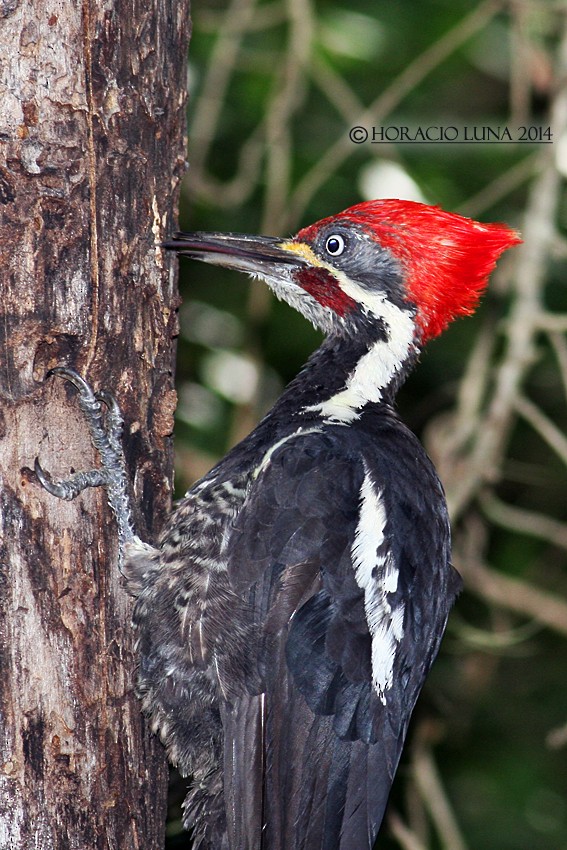 Lineated Woodpecker - Horacio Luna