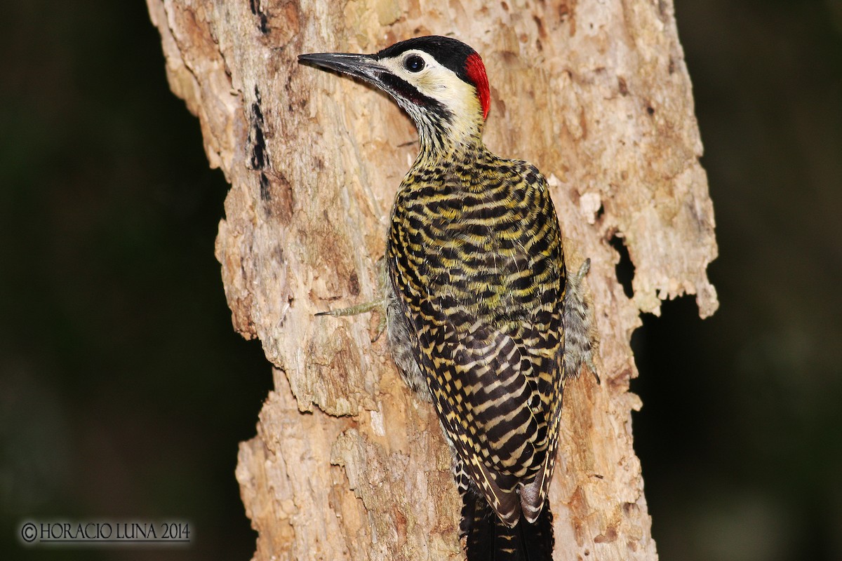 Green-barred Woodpecker - Horacio Luna