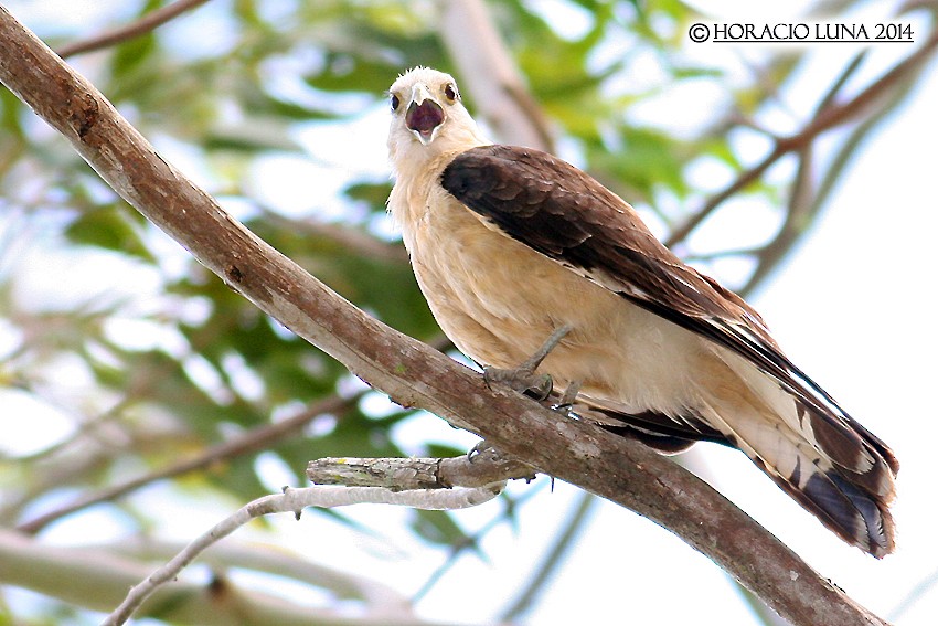 Yellow-headed Caracara - Horacio Luna