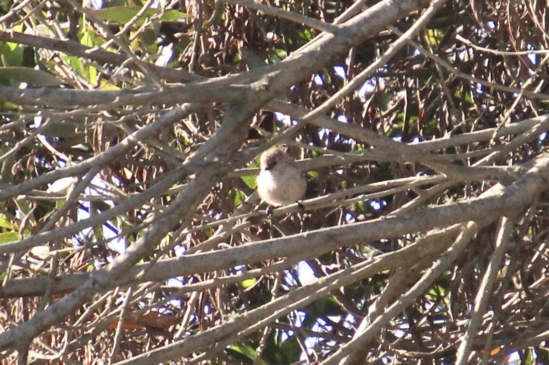 Bushtit - ML120350621