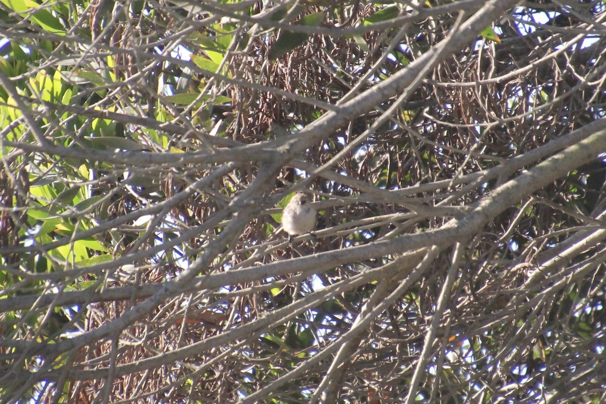 Bushtit - ML120350631