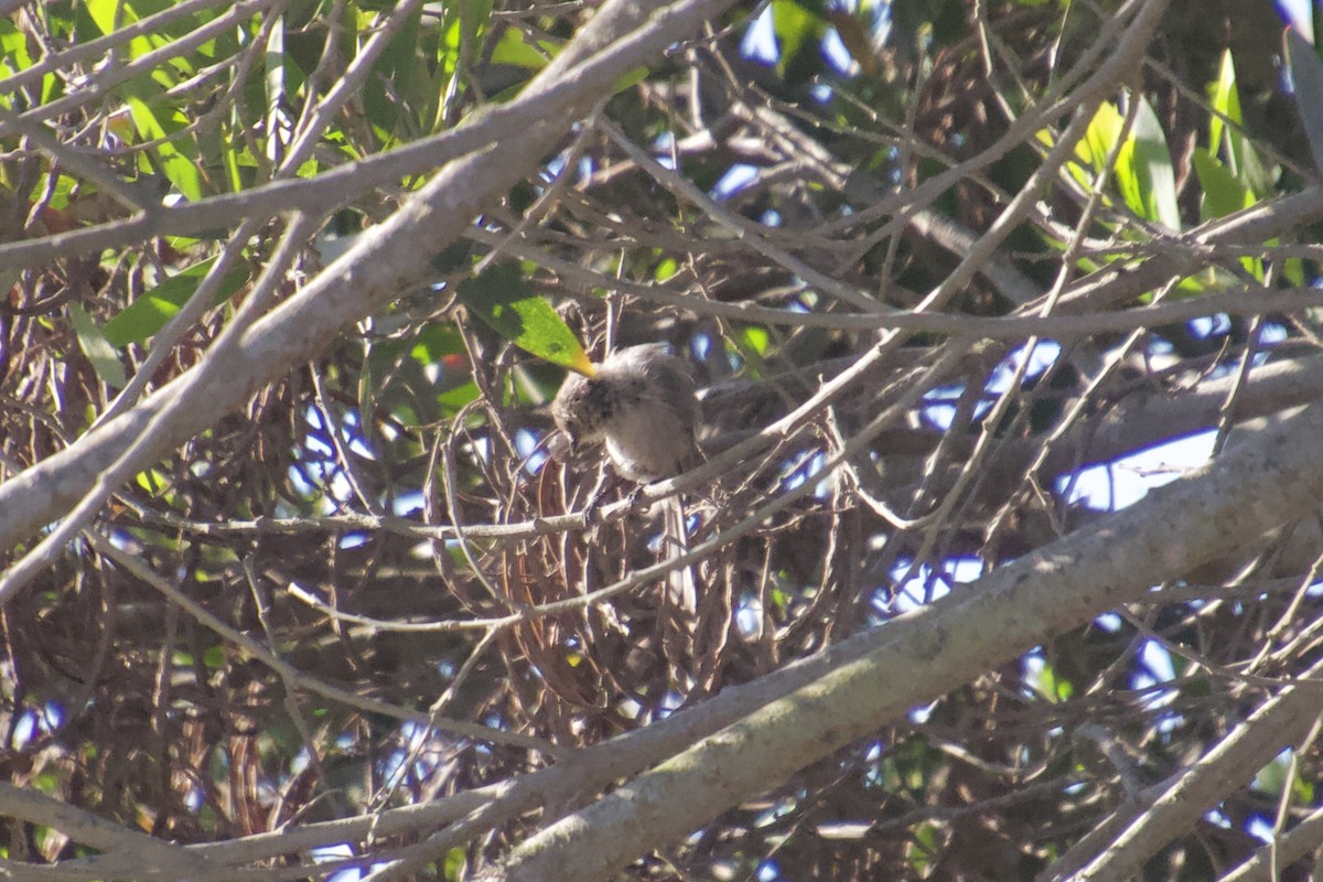 Bushtit - ML120350701