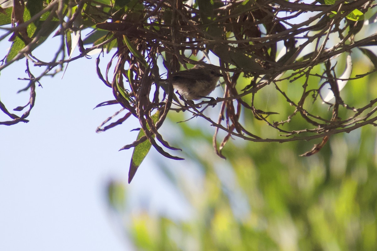 Bushtit - ML120350711
