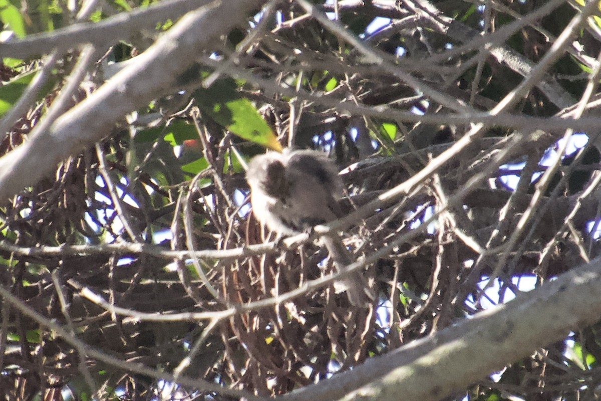 Bushtit - ML120350721