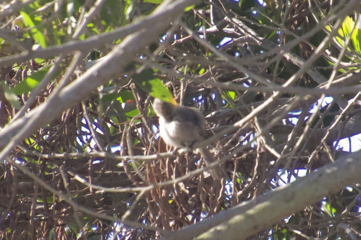 Bushtit - ML120350731
