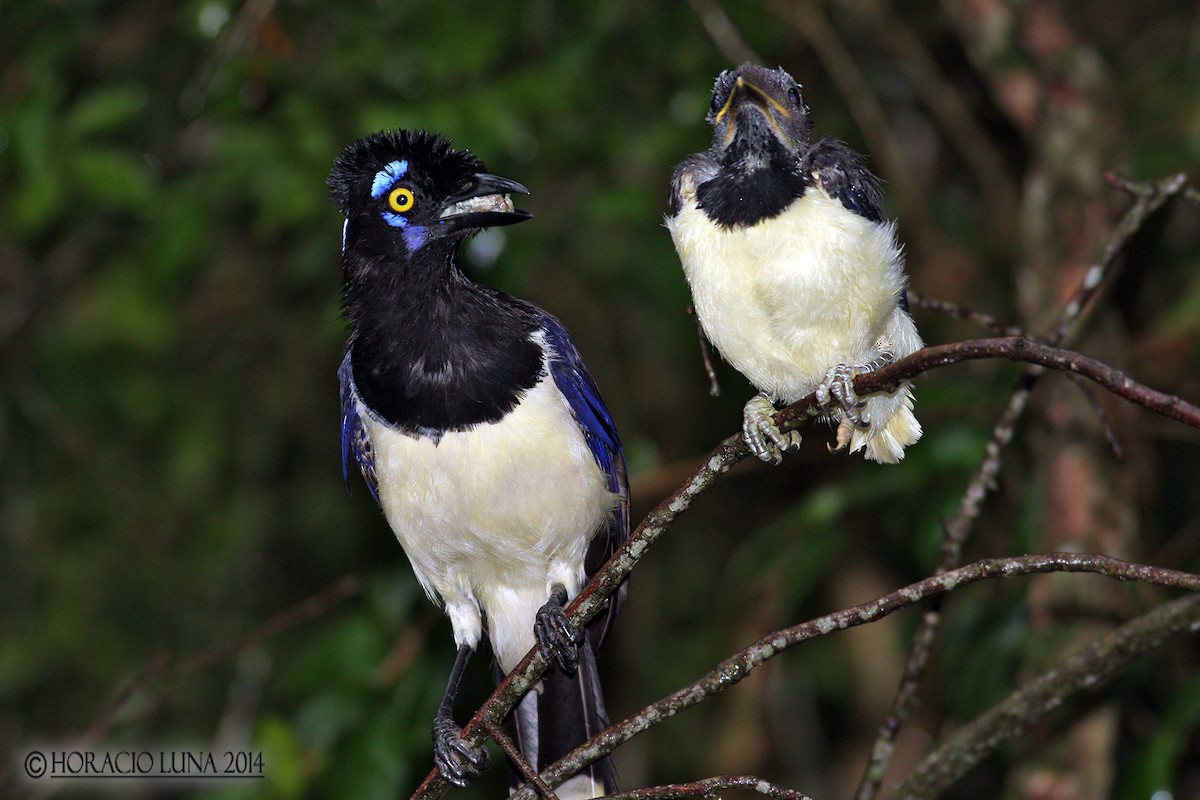 Plush-crested Jay - Horacio Luna