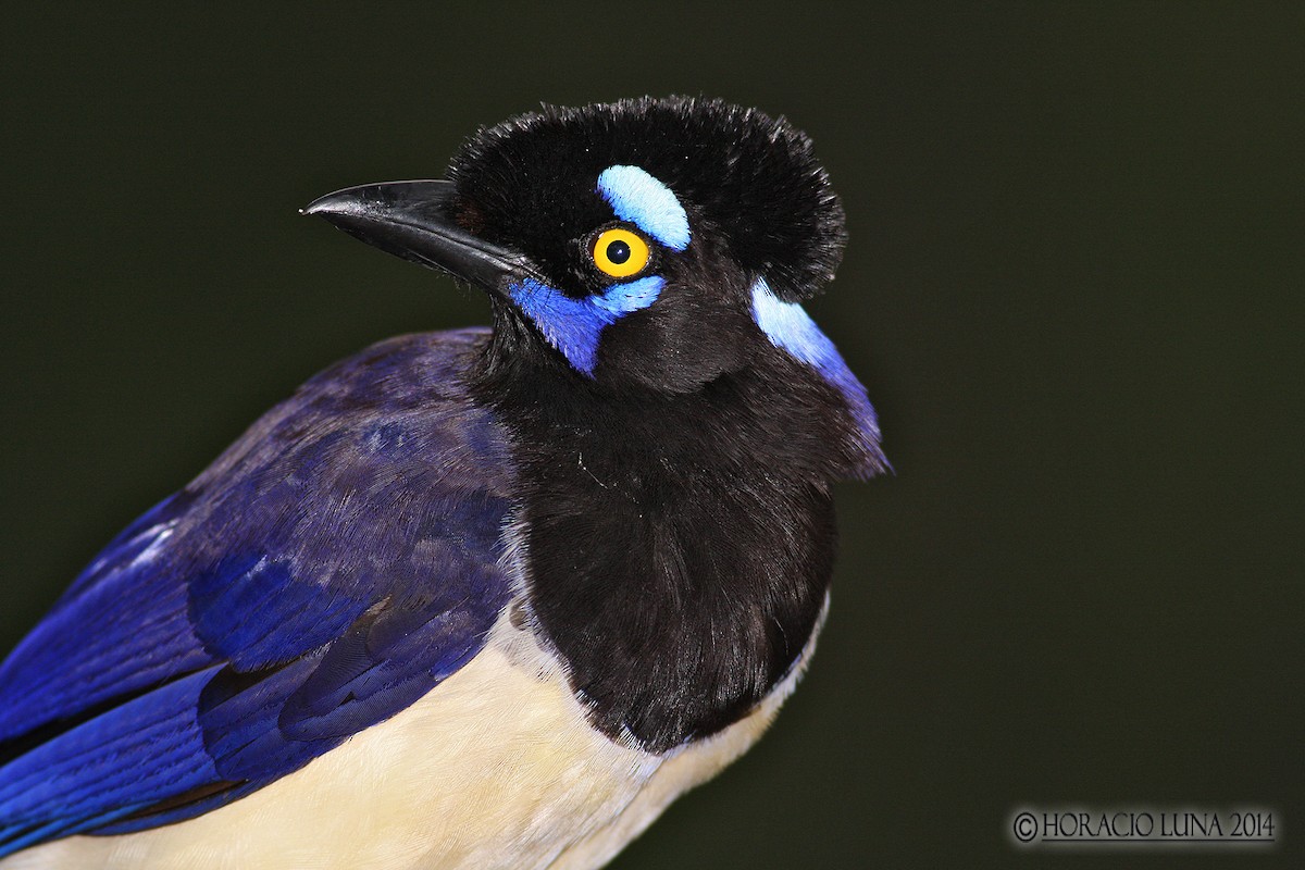 Plush-crested Jay - Horacio Luna