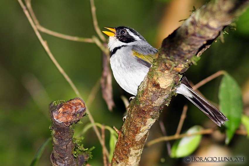 Saffron-billed Sparrow - ML120350921