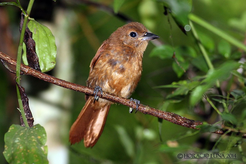 White-lined Tanager - Horacio Luna