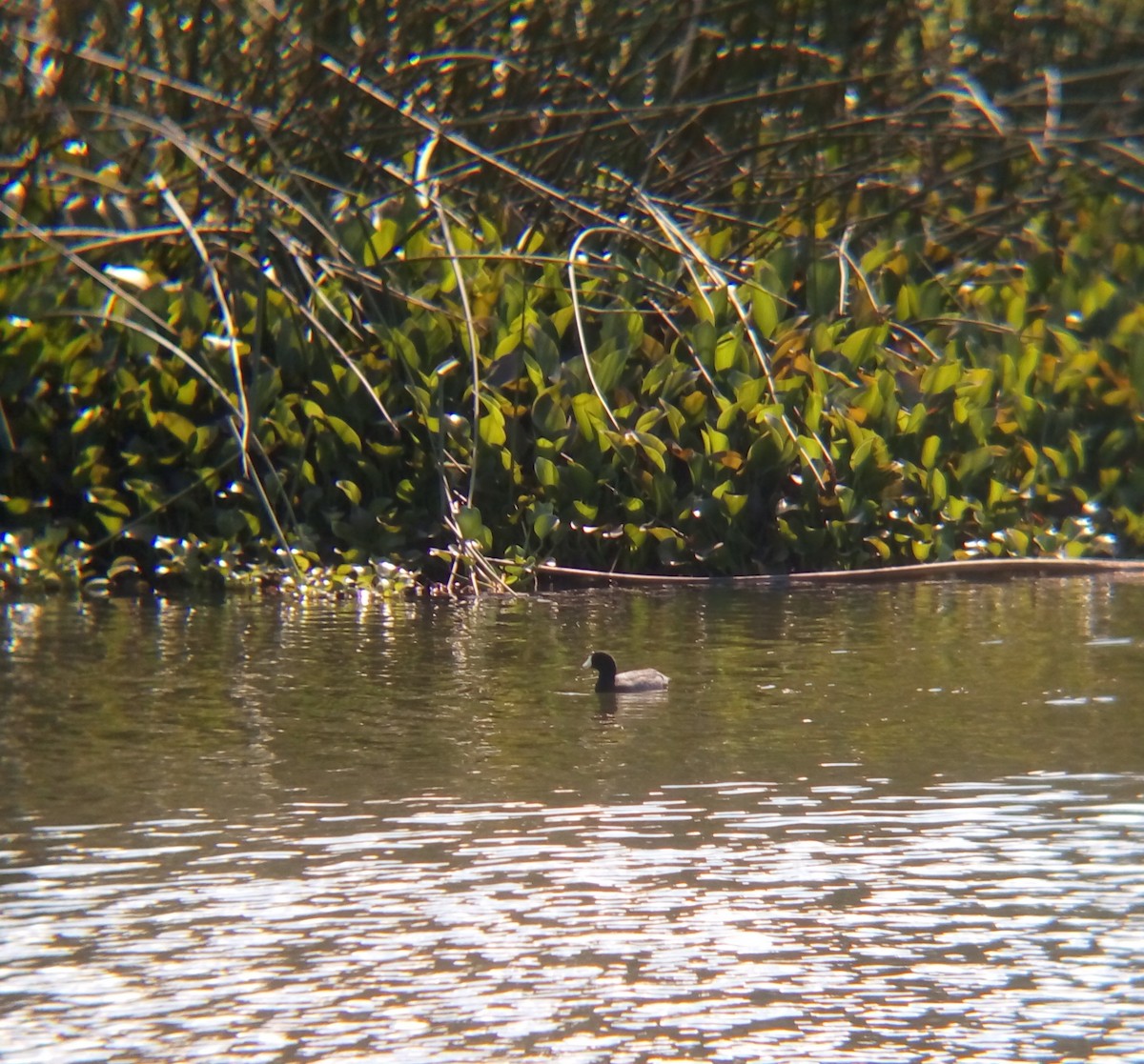 American Coot - ML120351091