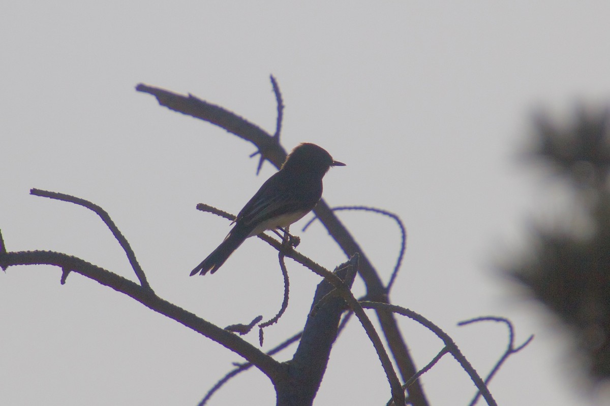 Black Phoebe - ML120351241