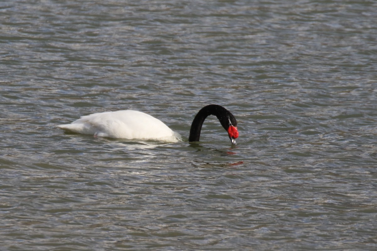 Black-necked Swan - Denis Tétreault