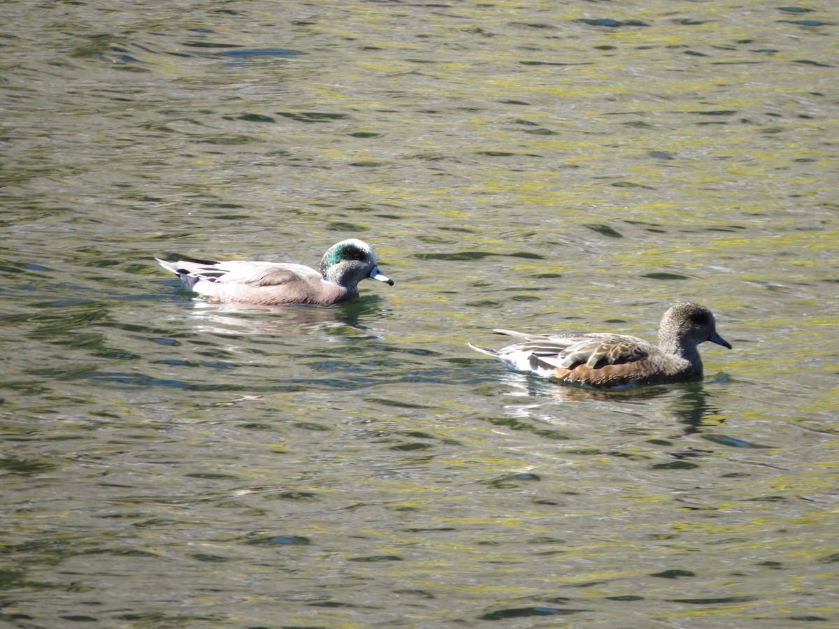 American Wigeon - ML120355831