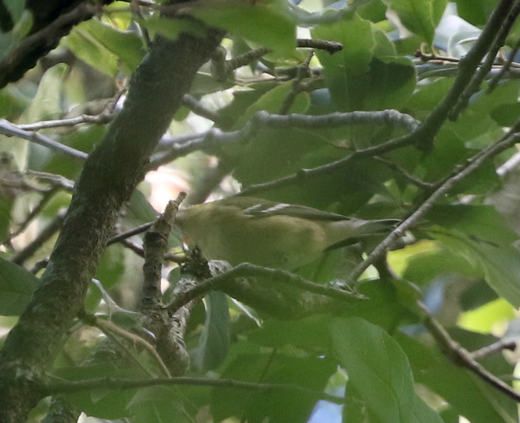 Bay-breasted Warbler - joan garvey