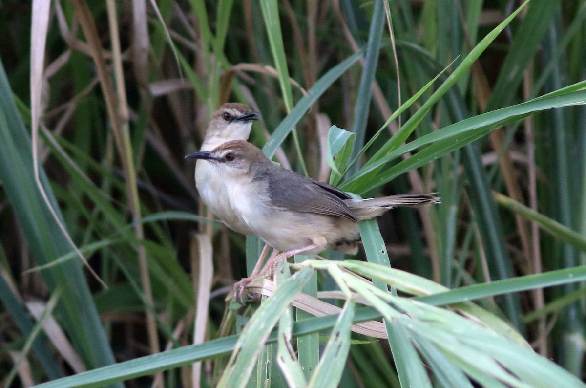 Kilombero Cisticola - John Drummond