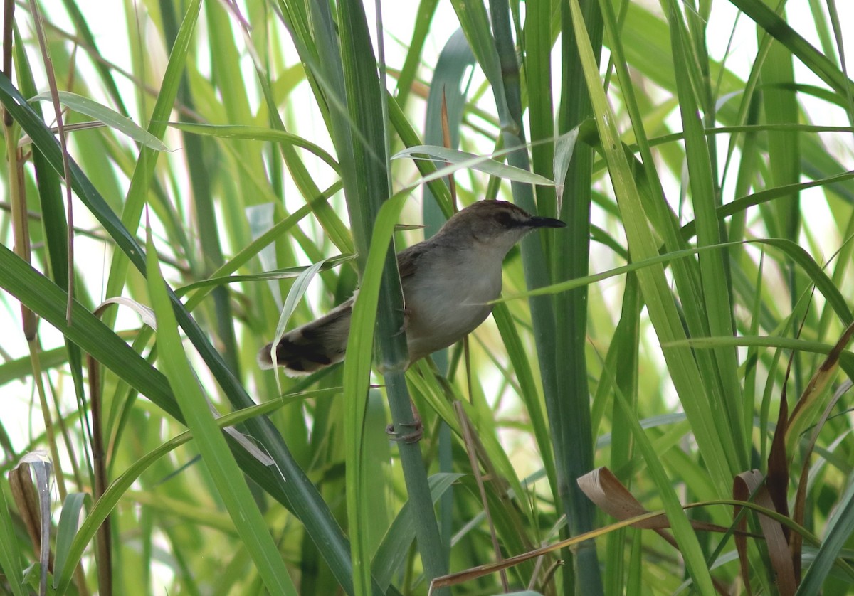 Kilombero Cisticola - ML120357791