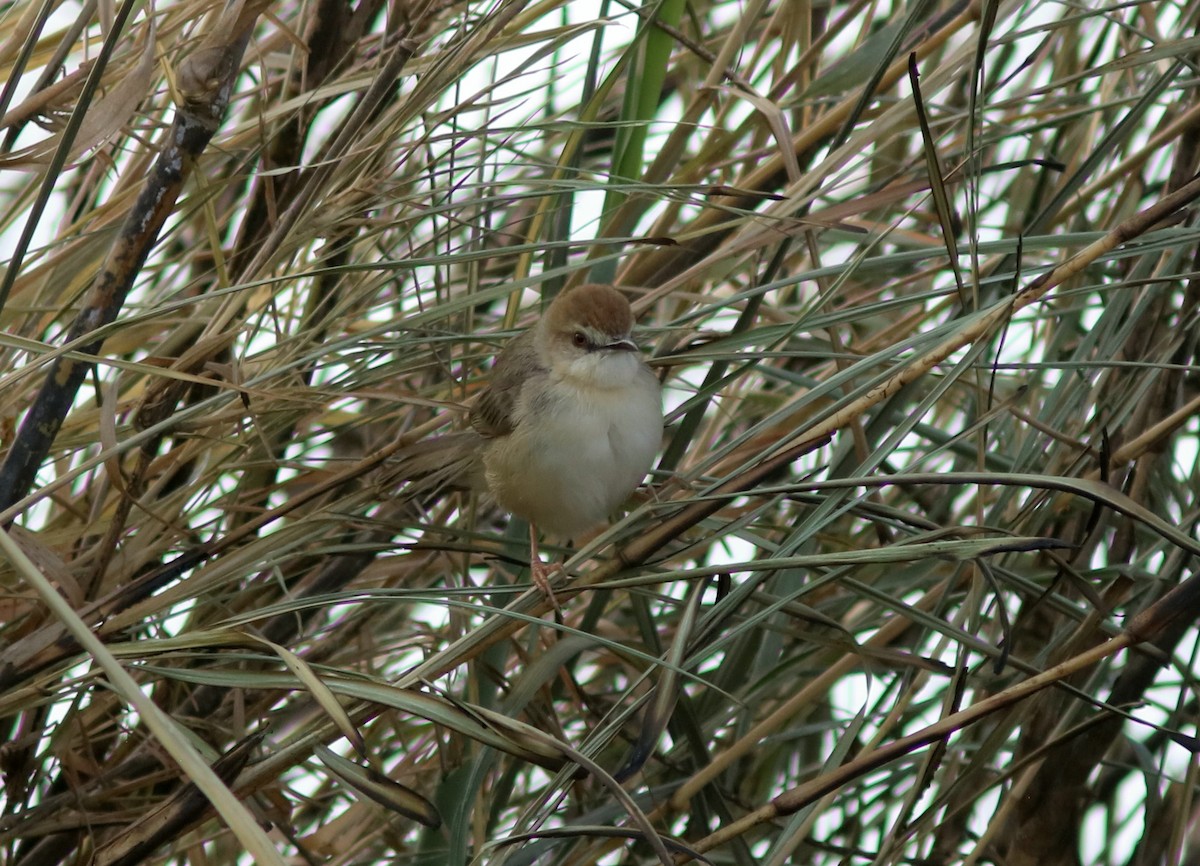 Kilombero Cisticola - ML120357931