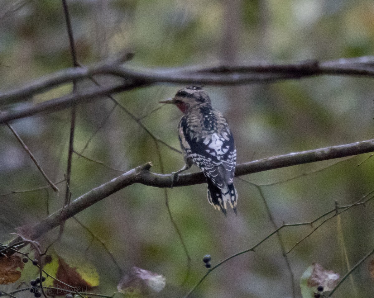 Yellow-bellied Sapsucker - ML120358091