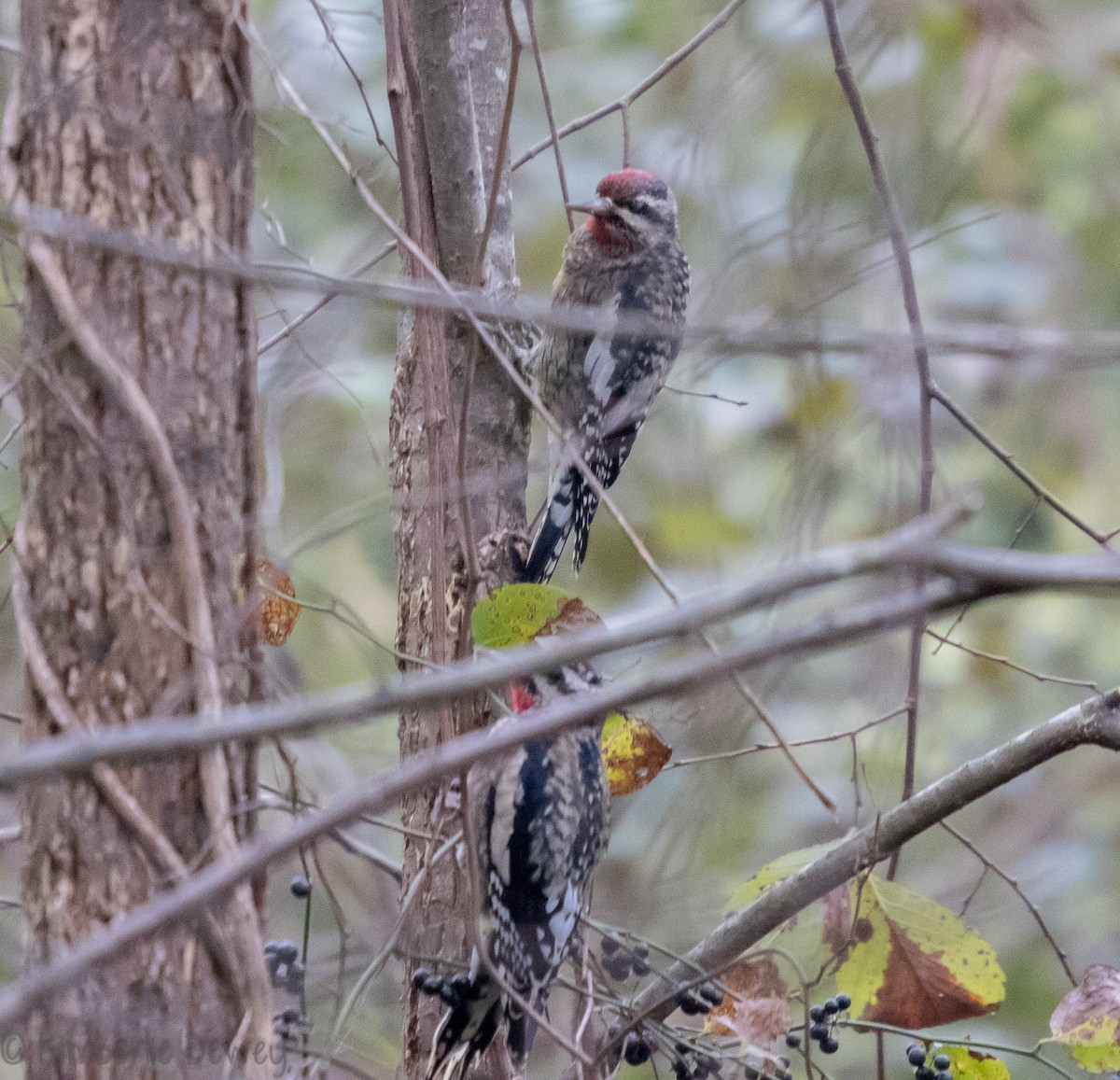 Yellow-bellied Sapsucker - ML120358101