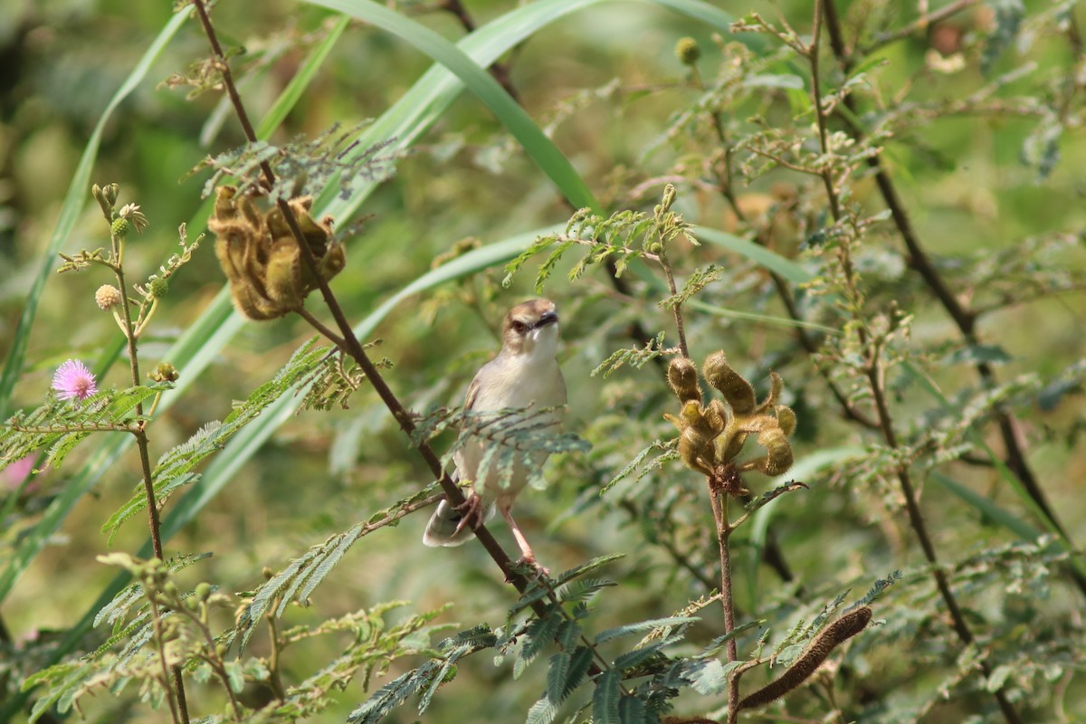 White-tailed Cisticola - ML120358231