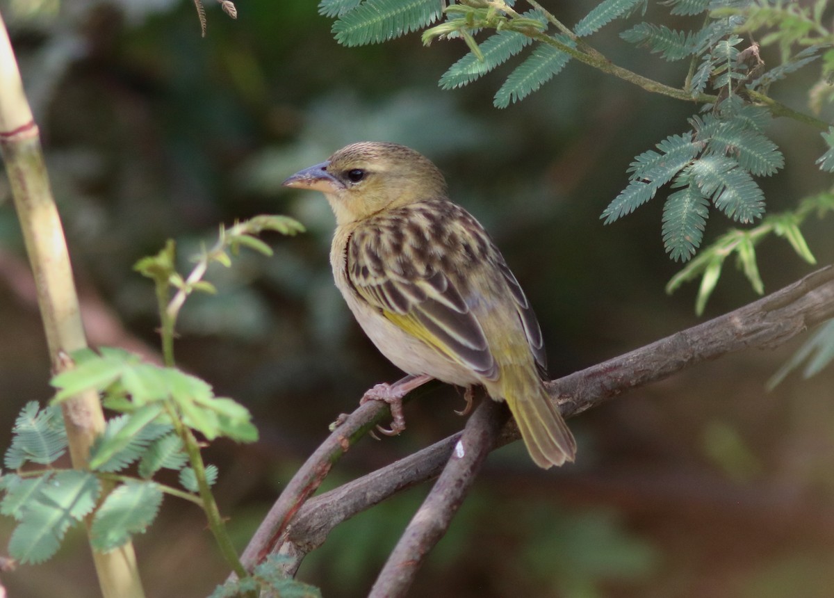 Kilombero Weaver - ML120358651