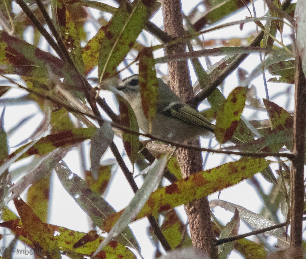 Golden-crowned Kinglet - ML120358971