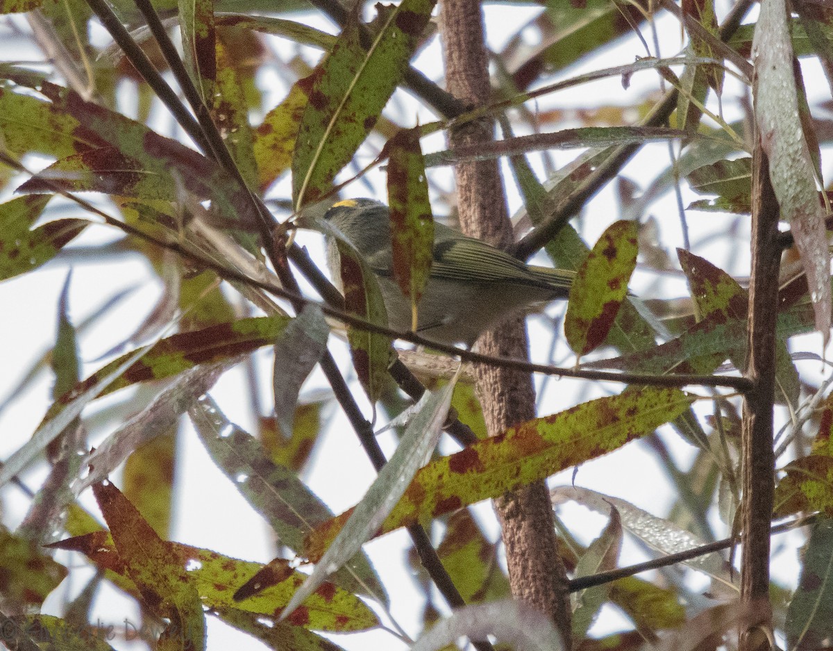 Roitelet à couronne dorée - ML120358981