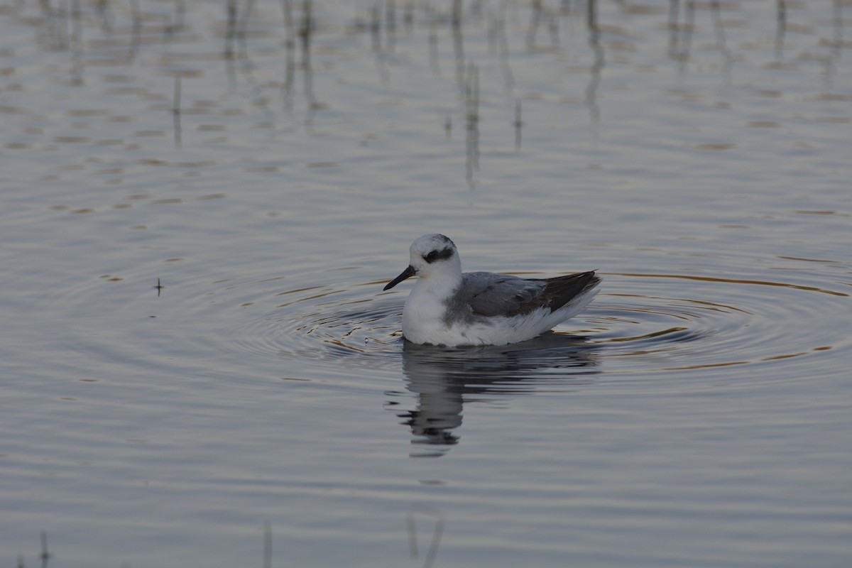 Red Phalarope - ML120358991