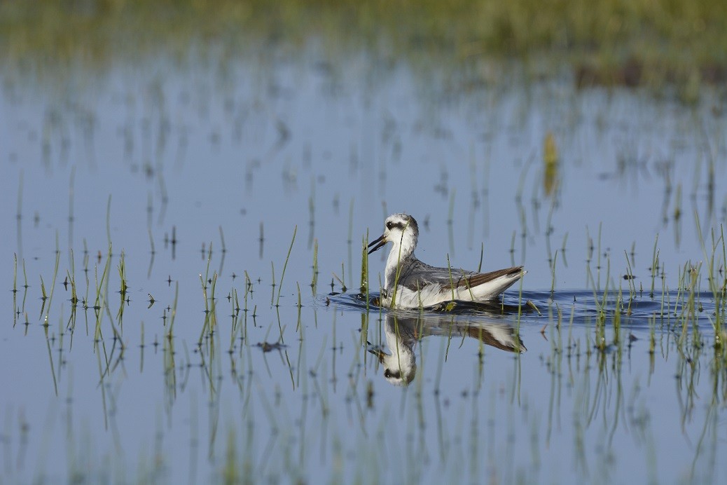 Red Phalarope - ML120359711