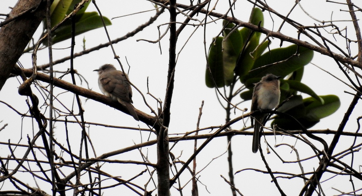 Ash-colored Cuckoo - ML120359971