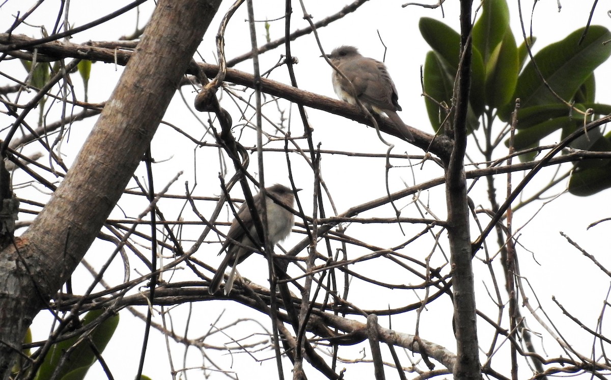 Ash-colored Cuckoo - ML120359991