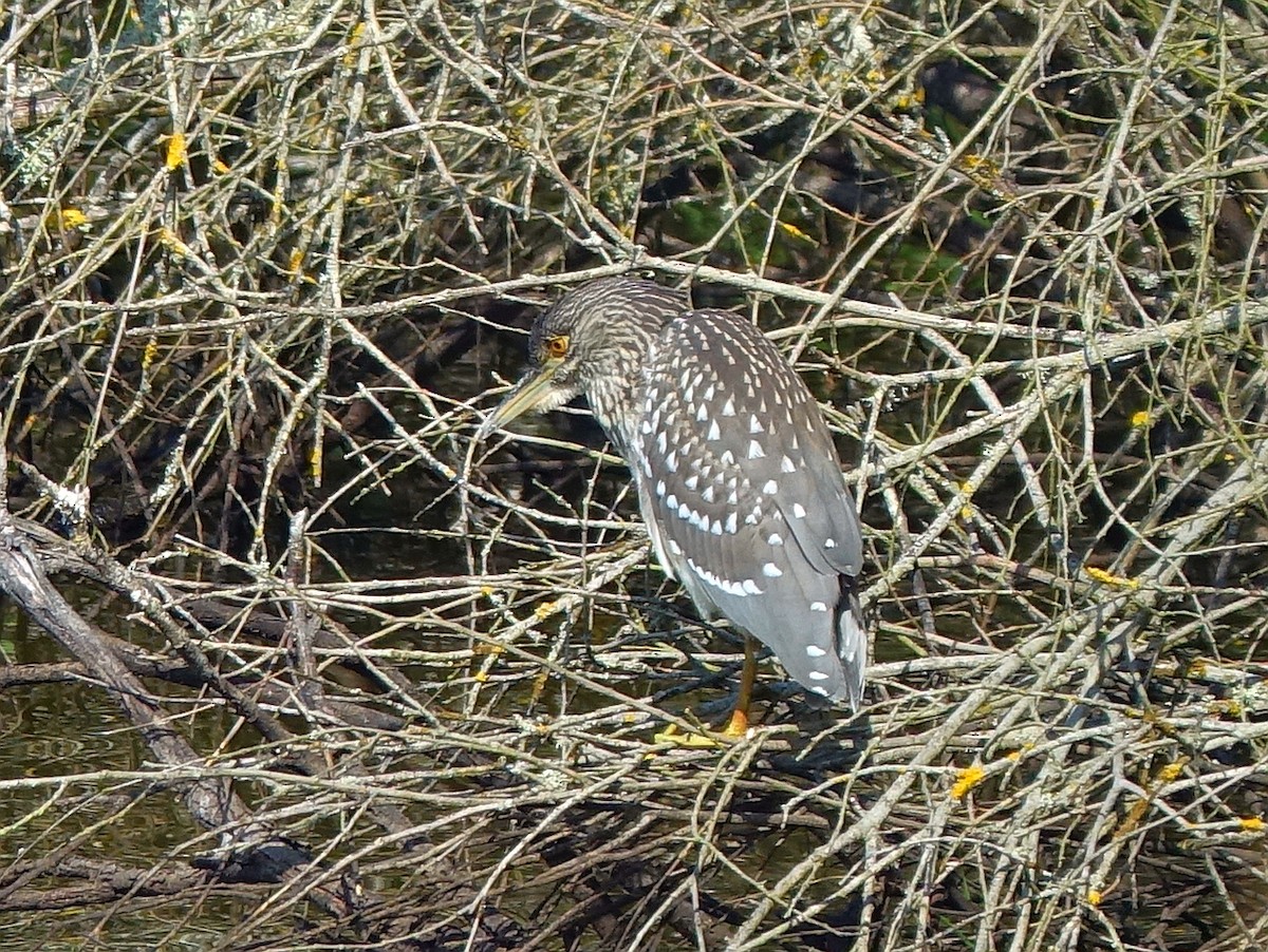 Black-crowned Night Heron - ML120362231