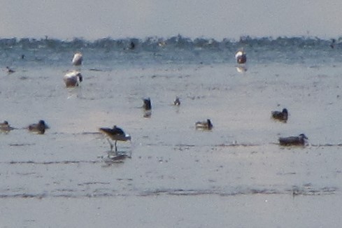 Andean Avocet - ML120362251