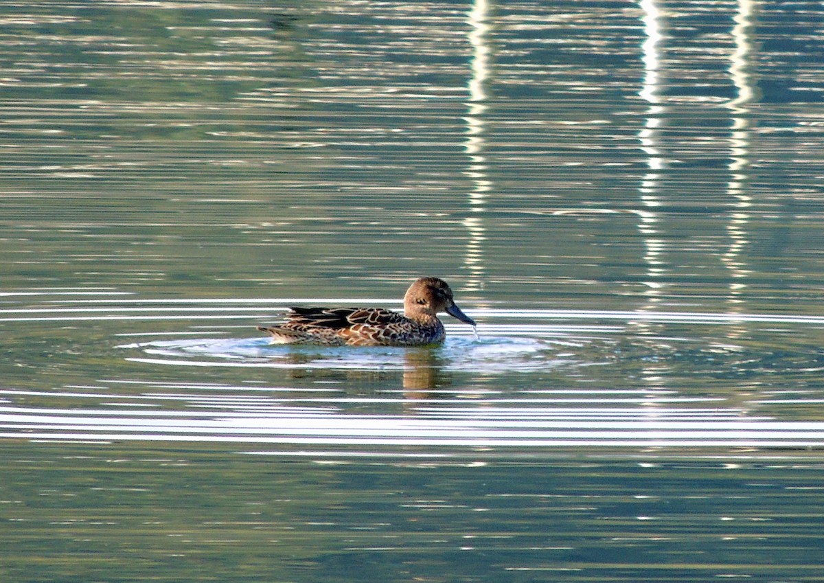 Blue-winged Teal - ML120364201