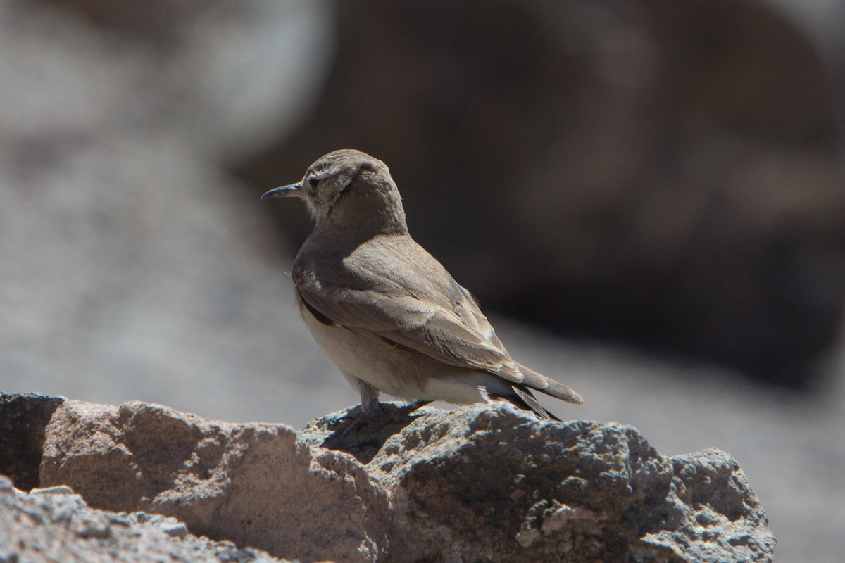 Creamy-rumped Miner - Mike Greenfelder