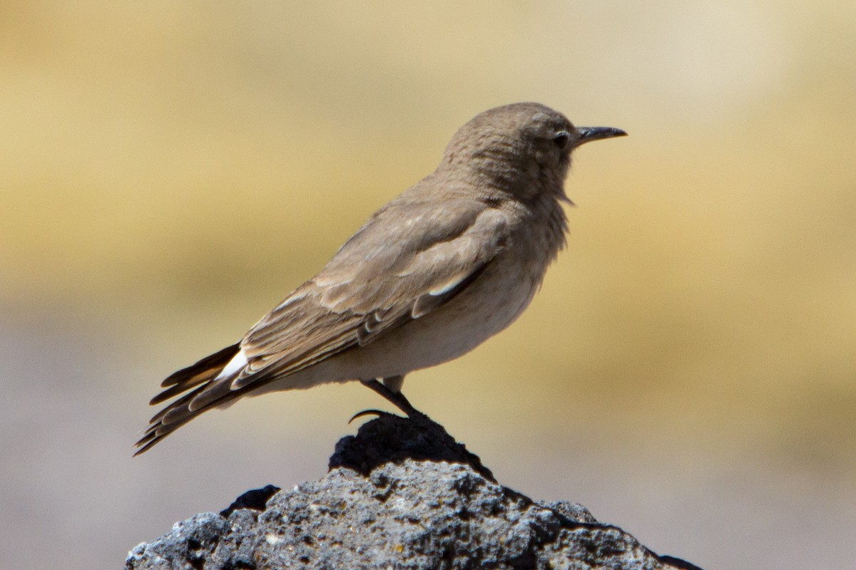 Creamy-rumped Miner - Mike Greenfelder