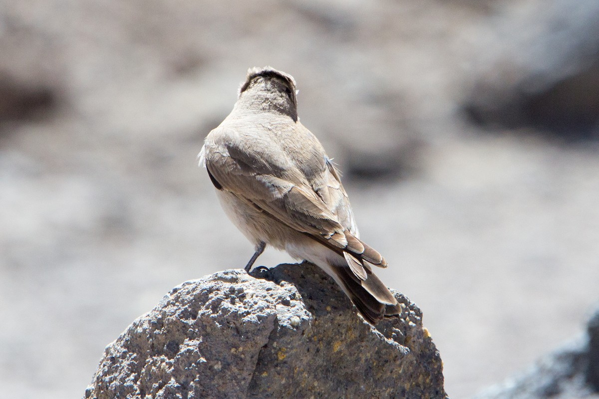 Creamy-rumped Miner - ML120365831