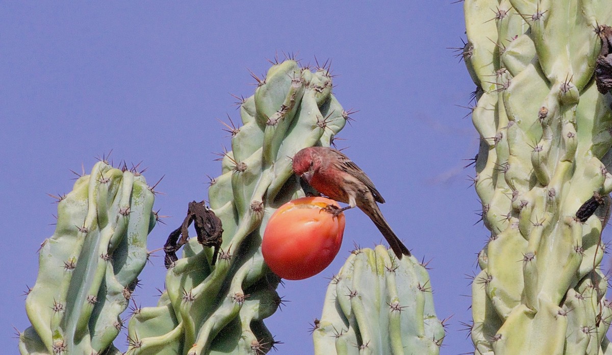 House Finch - Allen Bond