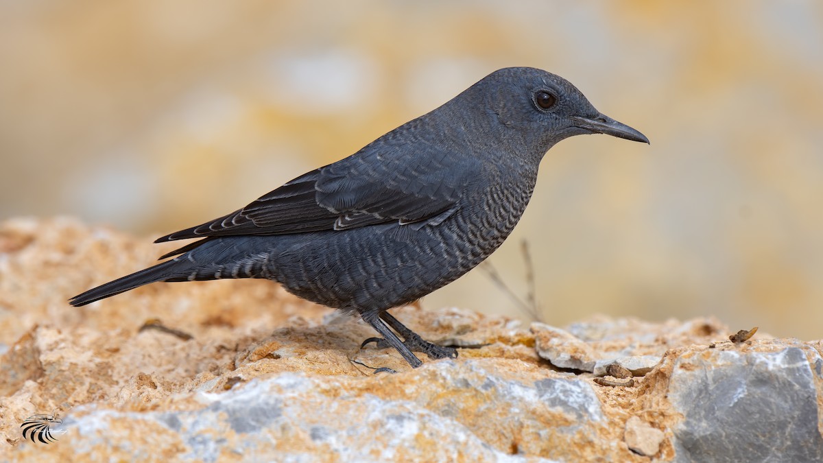 Blue Rock-Thrush - Ferit Başbuğ