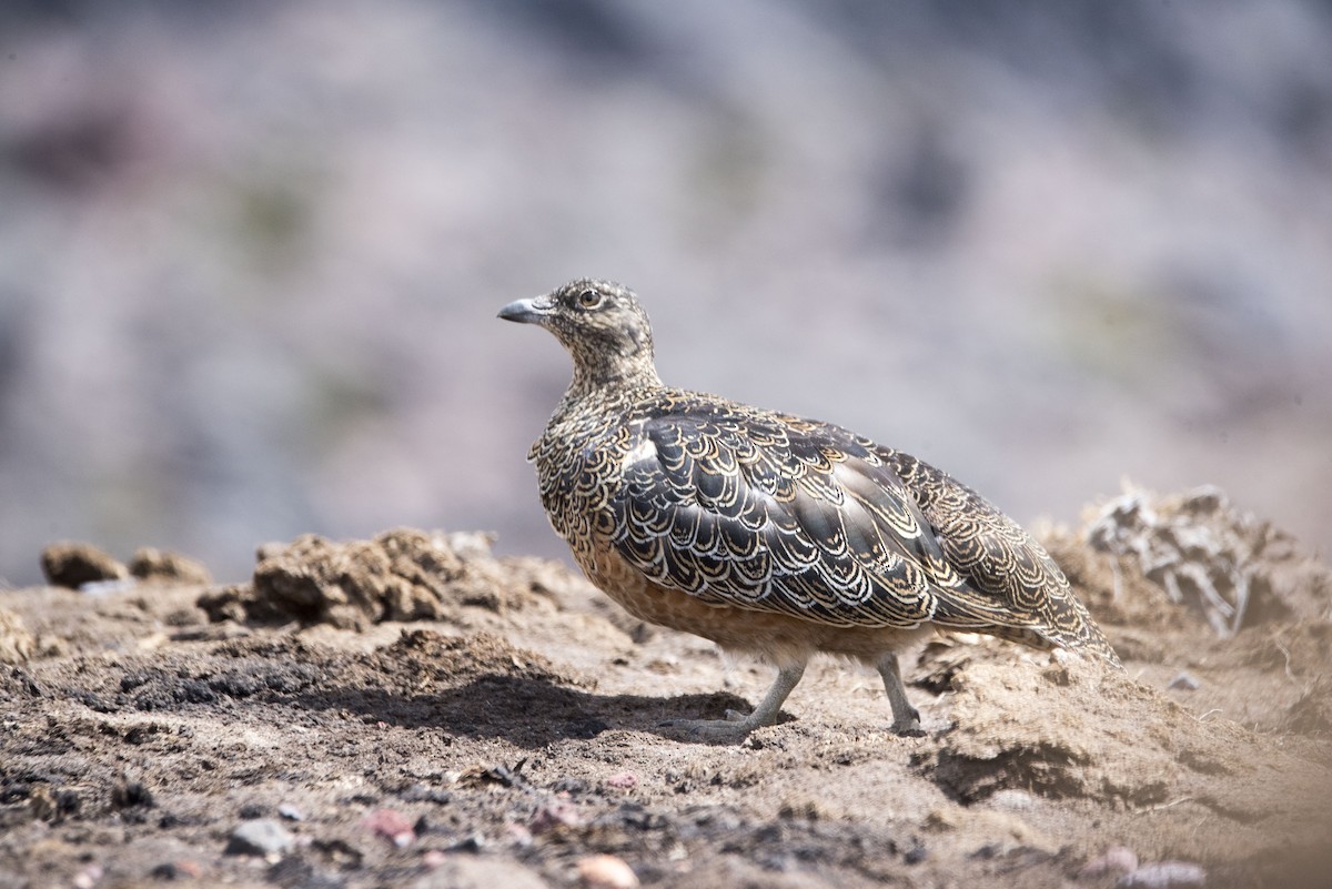 Rufous-bellied Seedsnipe - ML120368981