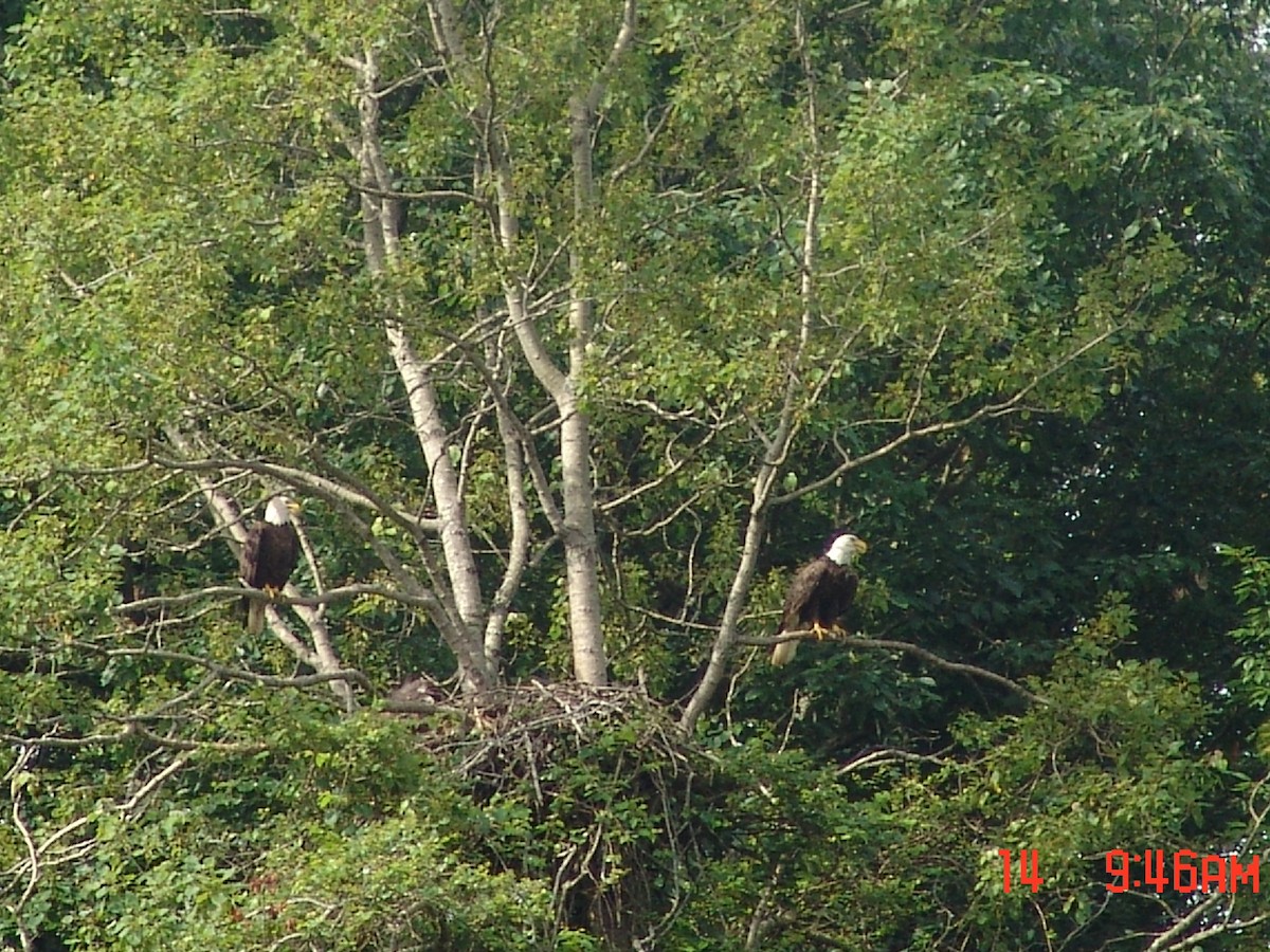 Bald Eagle - ML120371071